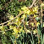 Forsythia Lynwood Gold